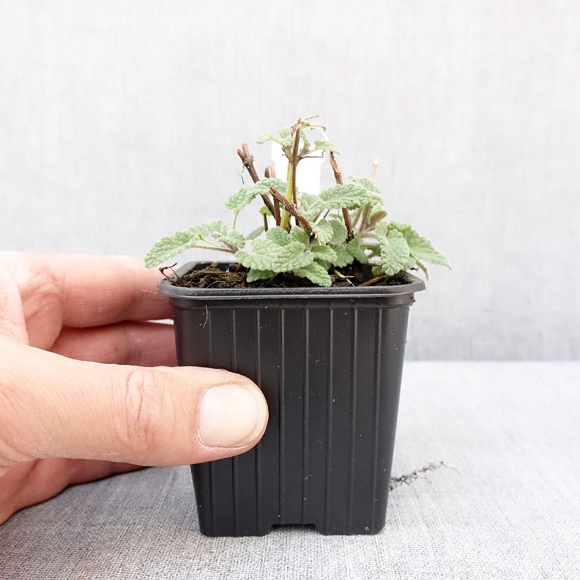 Spécimen de Nepeta racemosa Amelia - Chataire Godet de 8/9 cm tel que livré en hiver