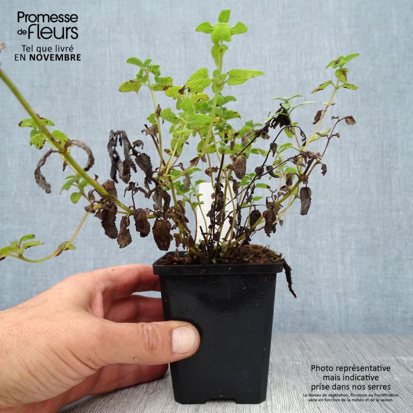 Spécimen de Népéta racemosa Grog - Chataire Godet de 8/9 cm tel que livré en automne