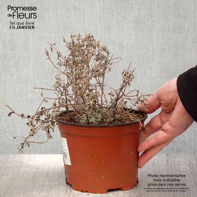 Spécimen de Népéta racemosa Grog - Chataire Pot de 2L/3L tel que livré en hiver