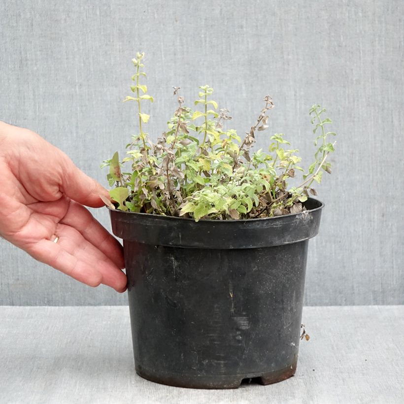 Spécimen de Nepeta racemosa Snowflake - Chataire à fleurs blanches Pot de 2L/3L tel que livré en automne