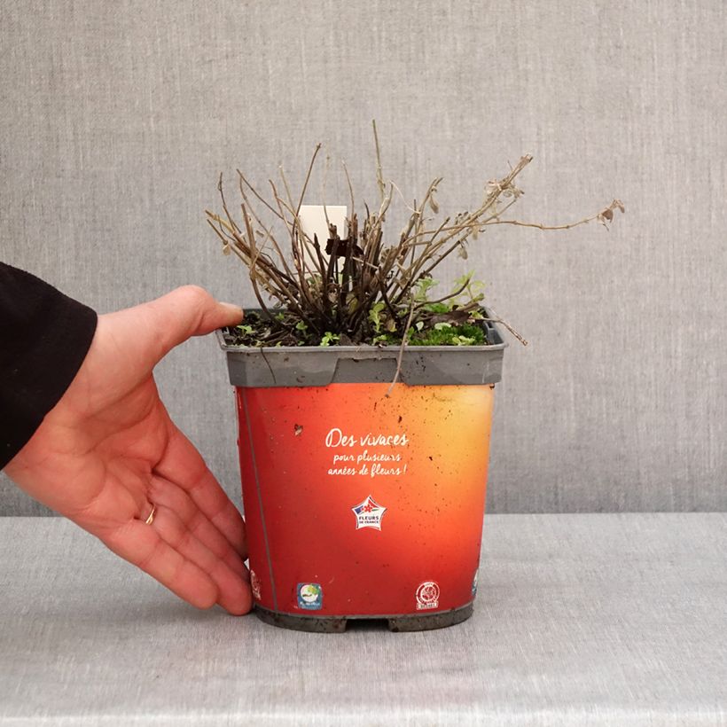 Spécimen de Nepeta racemosa Snowflake - Chataire à fleurs blanches Pot de 2L/3L tel que livré en hiver