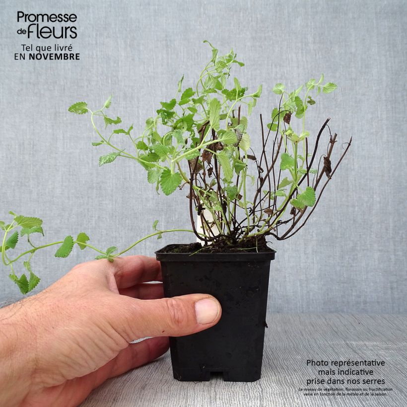 Spécimen de Nepeta racemosa Superba - Chataire Godet de 8/9 cm tel que livré en automne