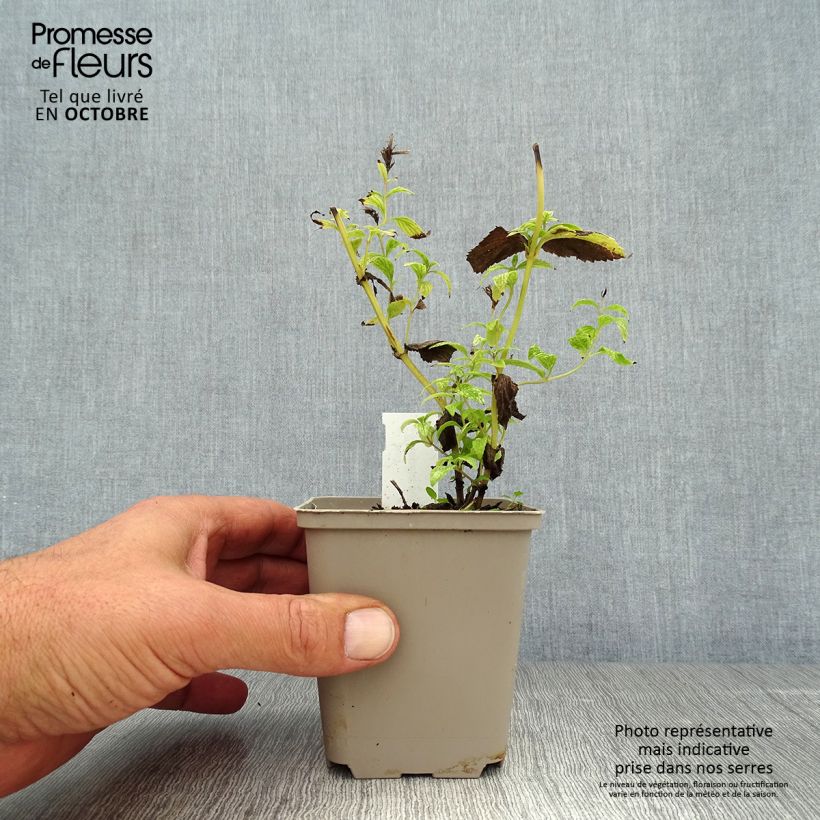Spécimen de Nepeta subsessilis - Chataire subsessile  Godet de 8/9 cm tel que livré en automne