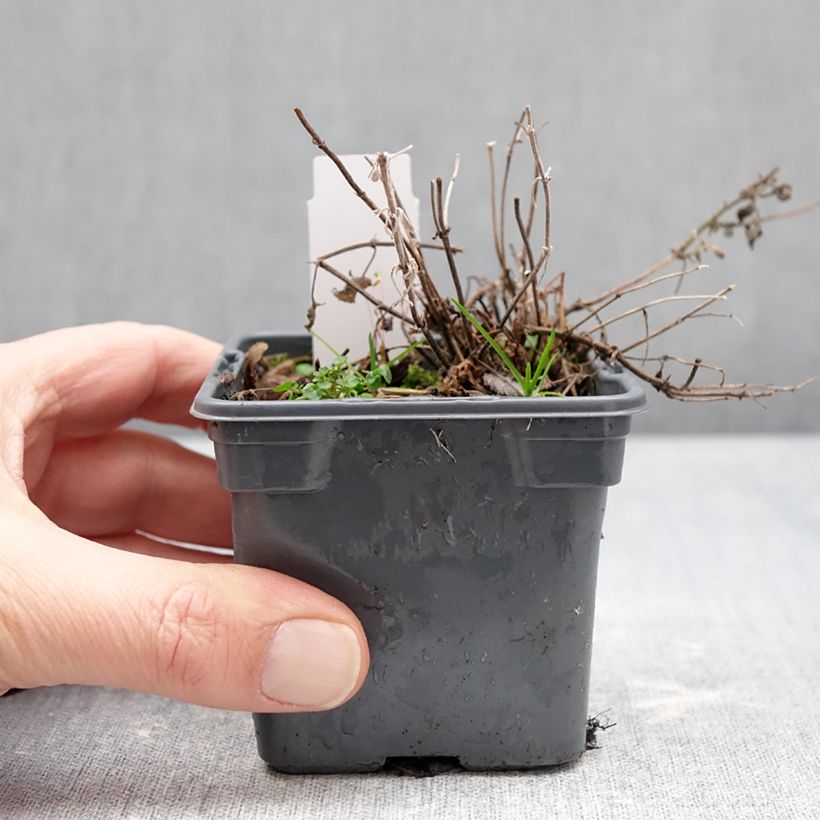 Spécimen de Nepeta x faassenii Alba - Népéta hybride Godet de 8/9 cm tel que livré en hiver