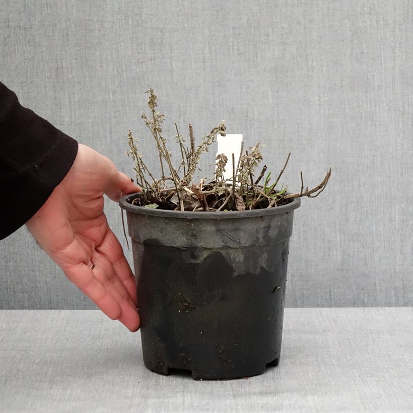 Spécimen de Nepeta x faassenii Dropmore Pot de 2L/3L tel que livré en hiver