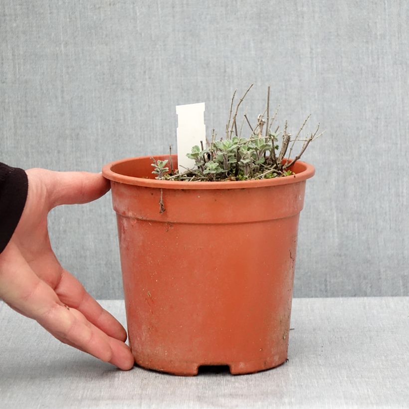 Spécimen de Nepeta x faassenii Dropmore Pot de 2L/3L tel que livré au printemps