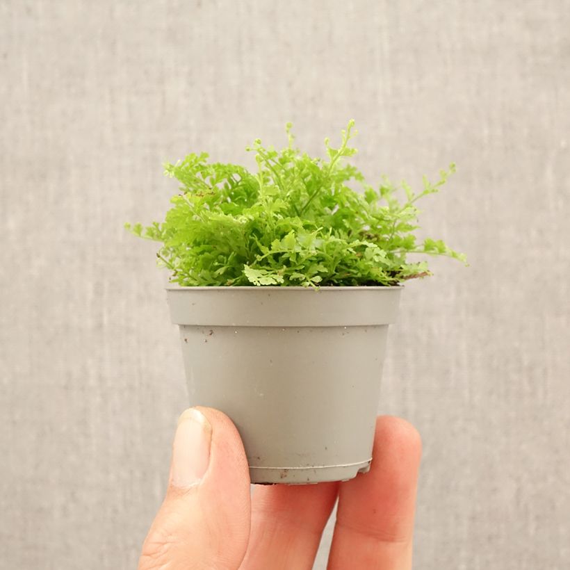 Spécimen de Nephrolepis exaltata Cotton Candy - Fougère de Boston Mini-plante tel que livré au printemps