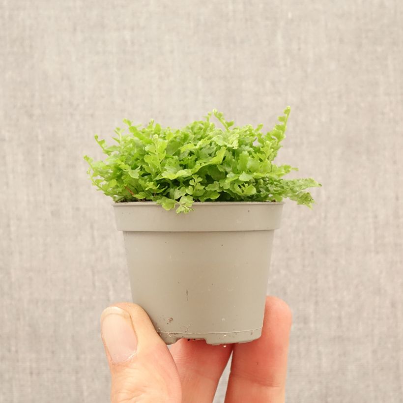 Spécimen de Nephrolepis exaltata Fluffy Ruffle - Fougère de Boston Mini-plante tel que livré au printemps