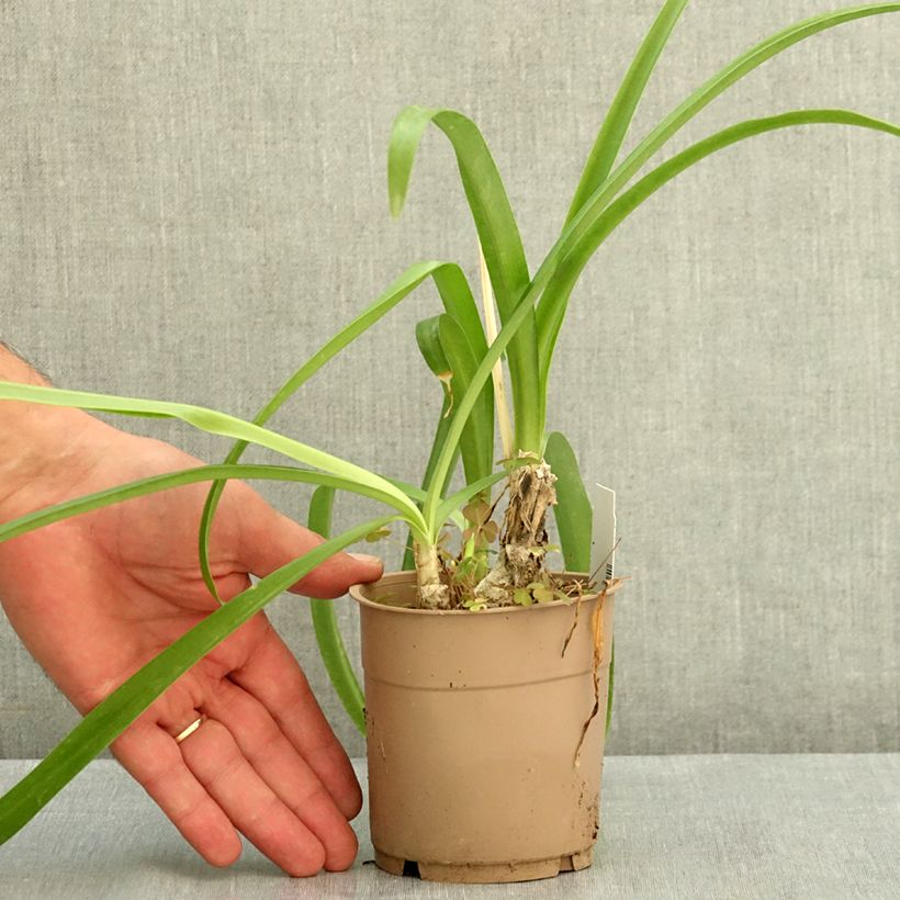 Spécimen de Nerine undulata - Nérine ondulée Pot de 1,5L/2L calibre 10+ tel que livré en été