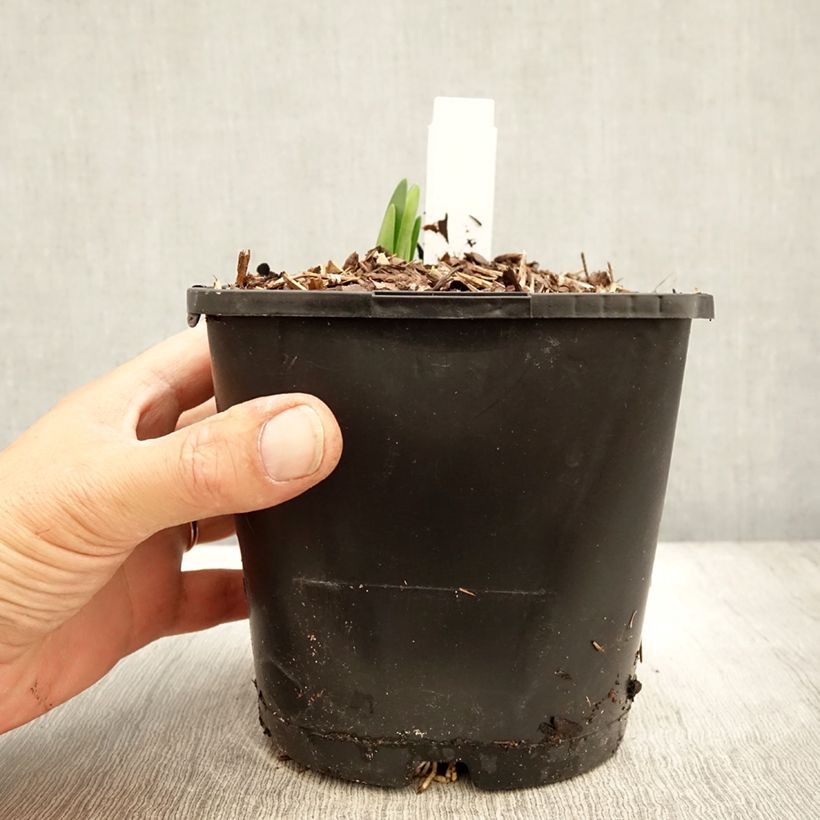Spécimen de Nivéole d'été - Leucojum aestivum Bridesmaid  Pot de 2L/3L tel que livré en automne