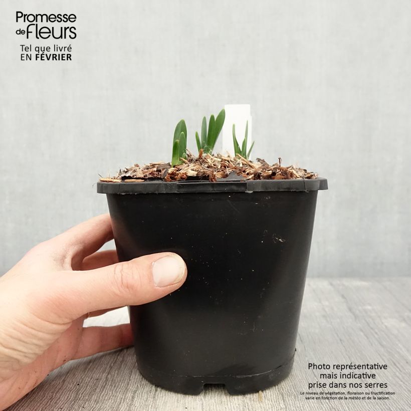 Spécimen de Nivéole d'été - Leucojum aestivum Bridesmaid  Pot de 2L/3L tel que livré en hiver