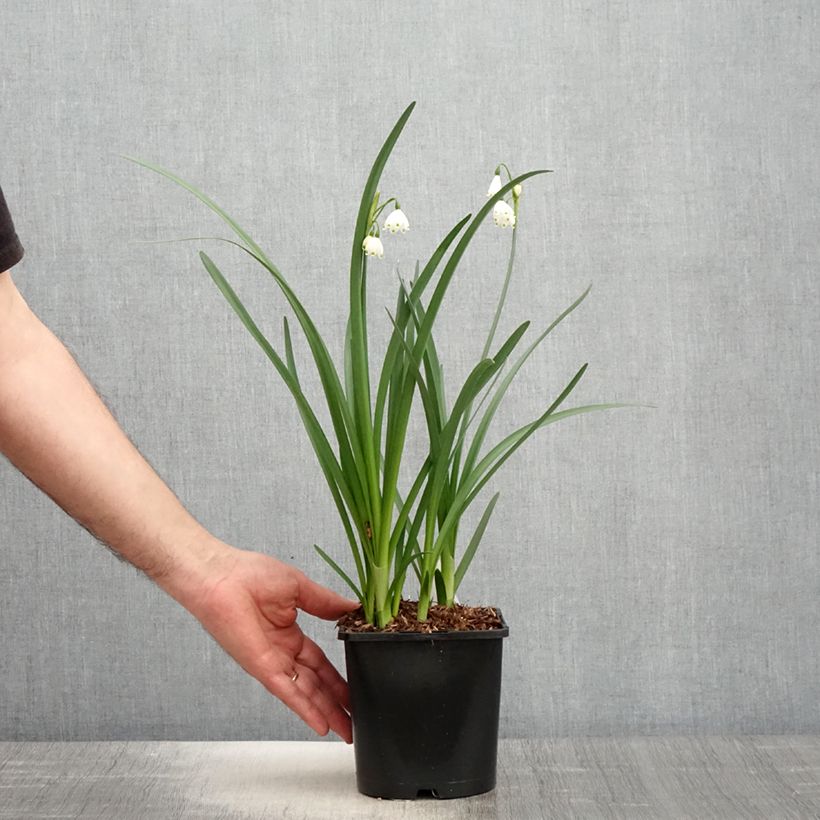 Amostra de Leucojum aestivum Bridesmaid Vaso de 2 L/3 L tal como entregue na primavera