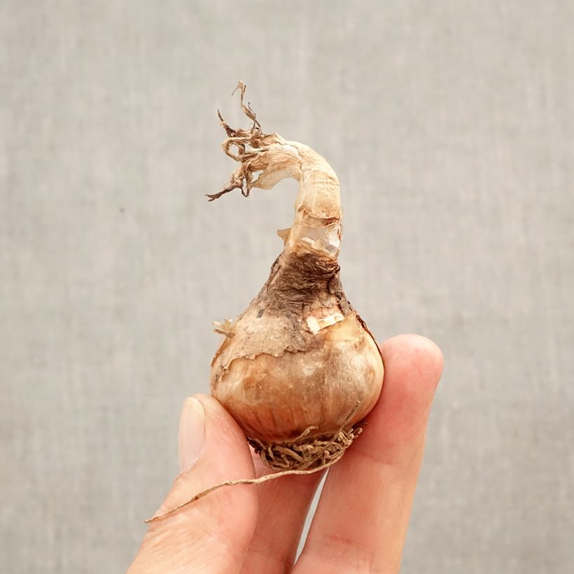 Spécimen de Nivéole d'été - Leucojum aestivum Bulbe calibre 12+ tel que livré au printemps