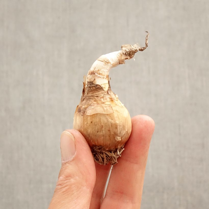 Spécimen de Nivéole d'éte - Leucojum aestivum Gravetye Giant Bulbe calibre 10/12 tel que livré au printemps