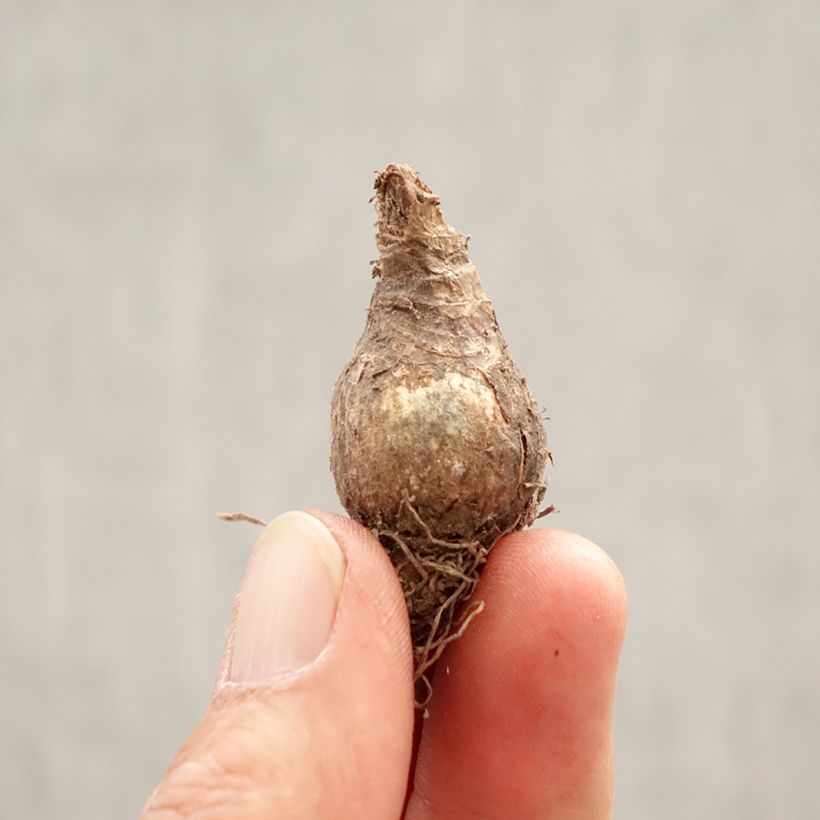 Spécimen de Nivéole de printemps - Leucojum vernum Bulbe calibre 7+ tel que livré au printemps