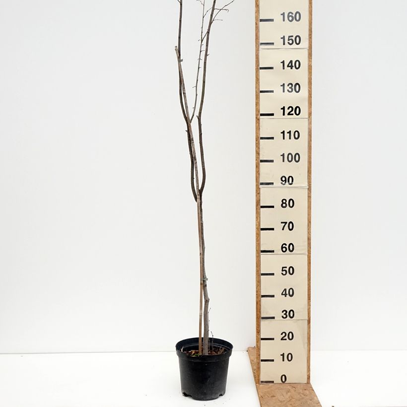 Spécimen de Noisetier Anny's Red Dwarf - Corylus avellana Pot de 7,5L/10L, Tige tel que livré en automne