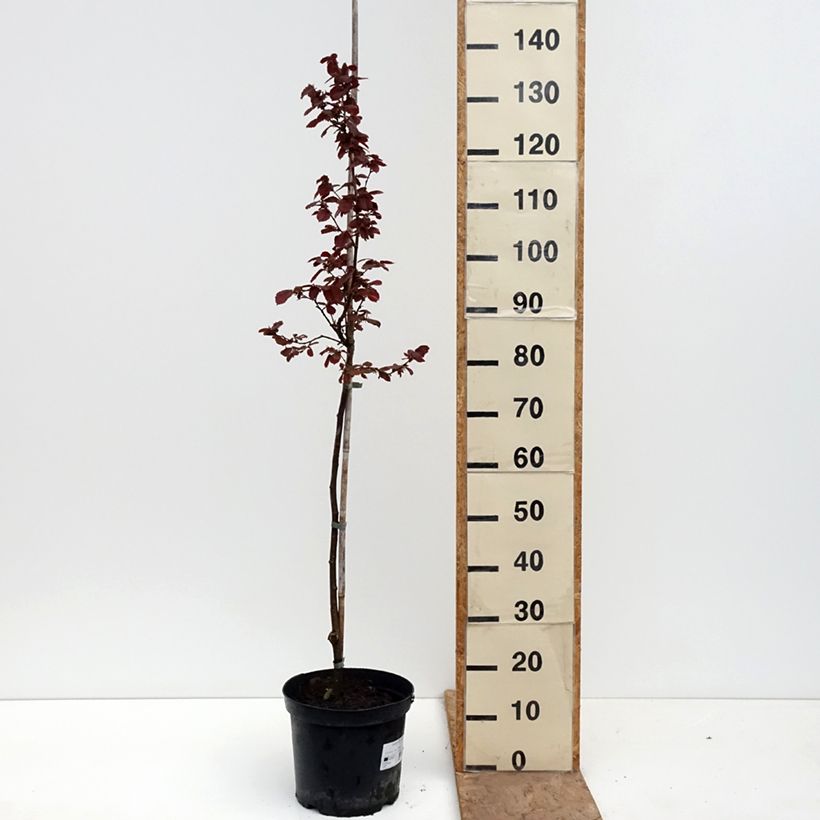Spécimen de Noisetier Anny's Red Dwarf - Corylus avellana Pot de 7,5L/10L, Tige tel que livré au printemps