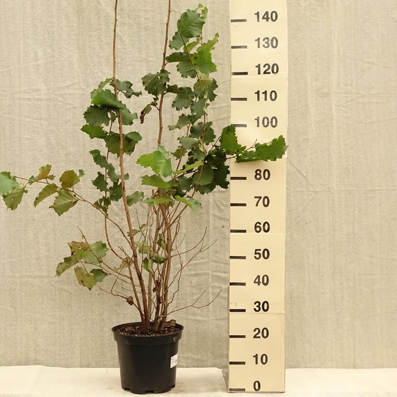 Spécimen de Noisetier commun - Corylus avellana en racines nues Pot de 7,5L/10L tel que livré en automne