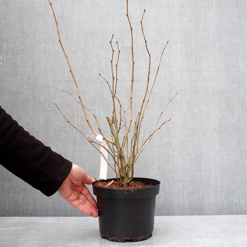 Spécimen de Noisetier commun - Corylus avellana en racines nues Pot de 2L/3L tel que livré en hiver