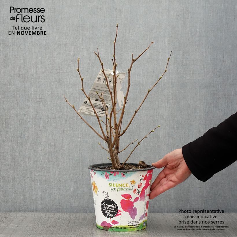 Spécimen de Noisetier commun - Corylus avellana Longue d'Espagne Pot de 3L/4L, Buisson tel que livré en automne