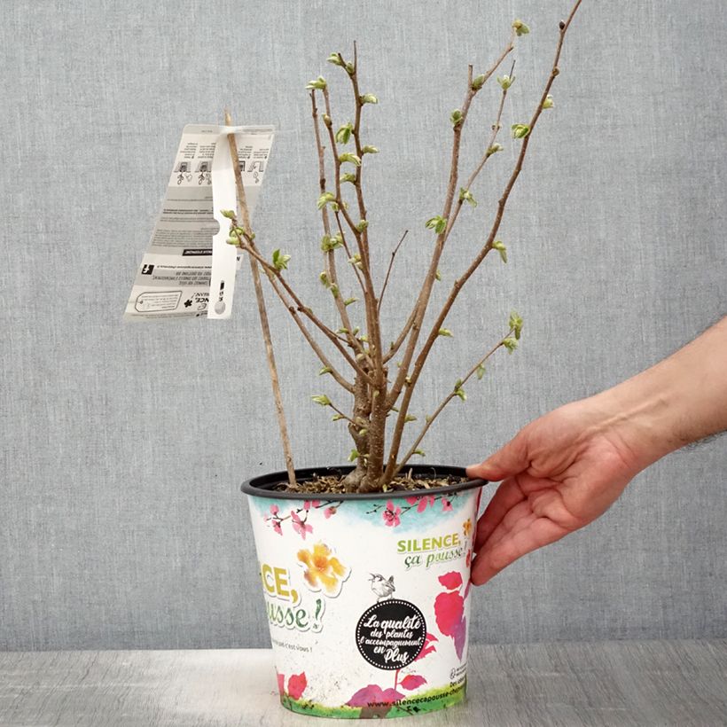 Spécimen de Noisetier commun - Corylus avellana Longue d'Espagne Pot de 3L/4L, Buisson tel que livré au printemps