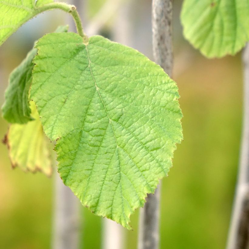 Noisetier - Corylus avellana Tonda Gentile Trilobata (Feuillage)