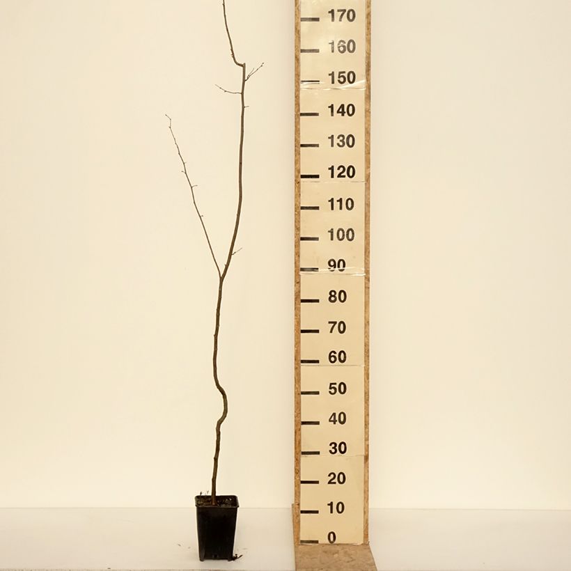 Spécimen de Noisetier - Corylus avellana Tonda Gentile Trilobata Pot de 1,5L/2L tel que livré en hiver