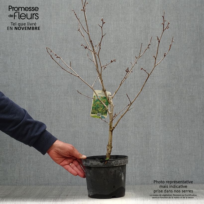 Spécimen de Hamamelis (x) intermedia Westerstede - Noisetier de sorcière Pot de 3L/4L tel que livré en automne