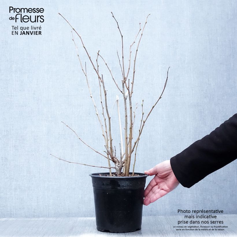 Spécimen de Noisetier Fertile de Coutard Pot de 3L/4L, Buisson tel que livré en hiver