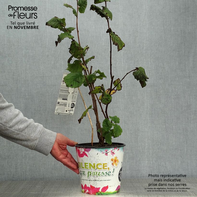 Spécimen de Noisetier Merveille de Bollwiller ou Géant de Halle Pot de 4L/5L, Buisson tel que livré en automne