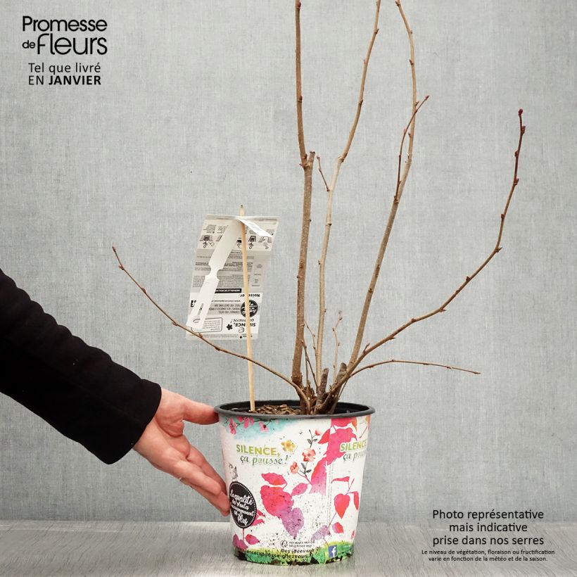 Spécimen de Noisetier Merveille de Bollwiller ou Géant de Halle Pot de 4L/5L, Buisson tel que livré en hiver