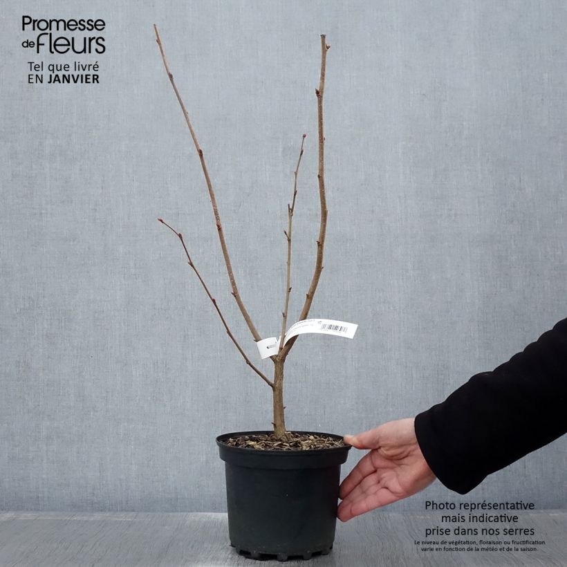 Spécimen de Noisetier Merveille de Bollwiller ou Géant de Halle Pot de 2L/3L tel que livré en hiver