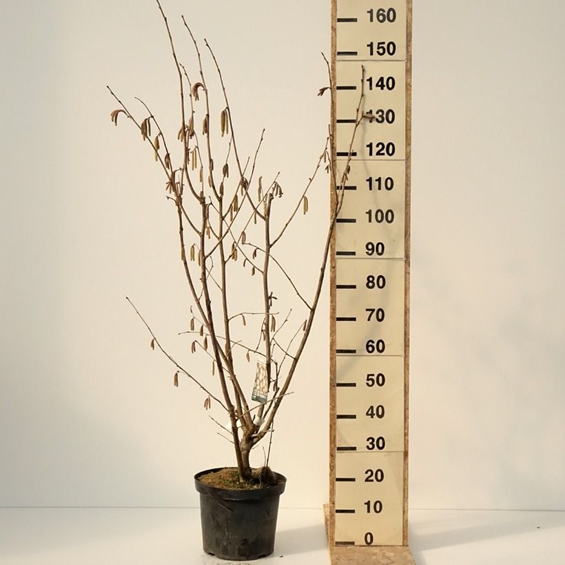 Spécimen de Noisetier Merveille de Bollwiller ou Géant de Halle Pot de 7,5L/10L tel que livré en hiver