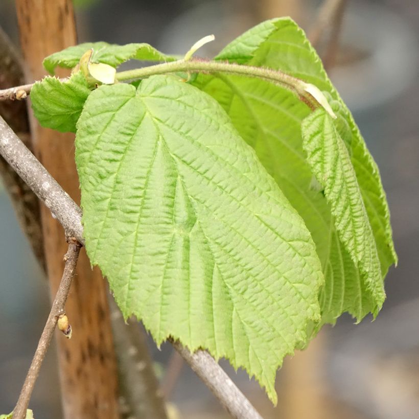 Noisetier pleureur - Corylus avellana Pendula (Feuillage)