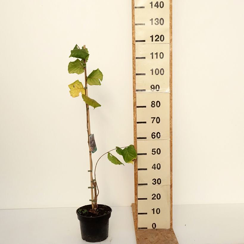 Spécimen de Noisetier pleureur - Corylus avellana Pendula Pot de 4L/5L tel que livré en automne