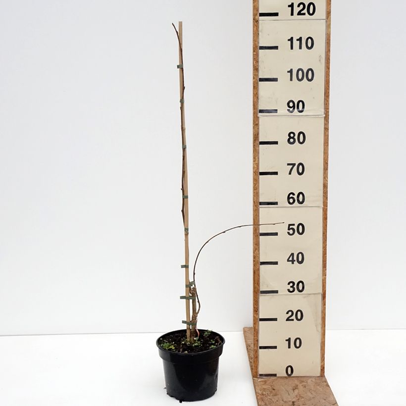 Spécimen de Noisetier pleureur - Corylus avellana Pendula Pot de 4L/5L tel que livré en hiver