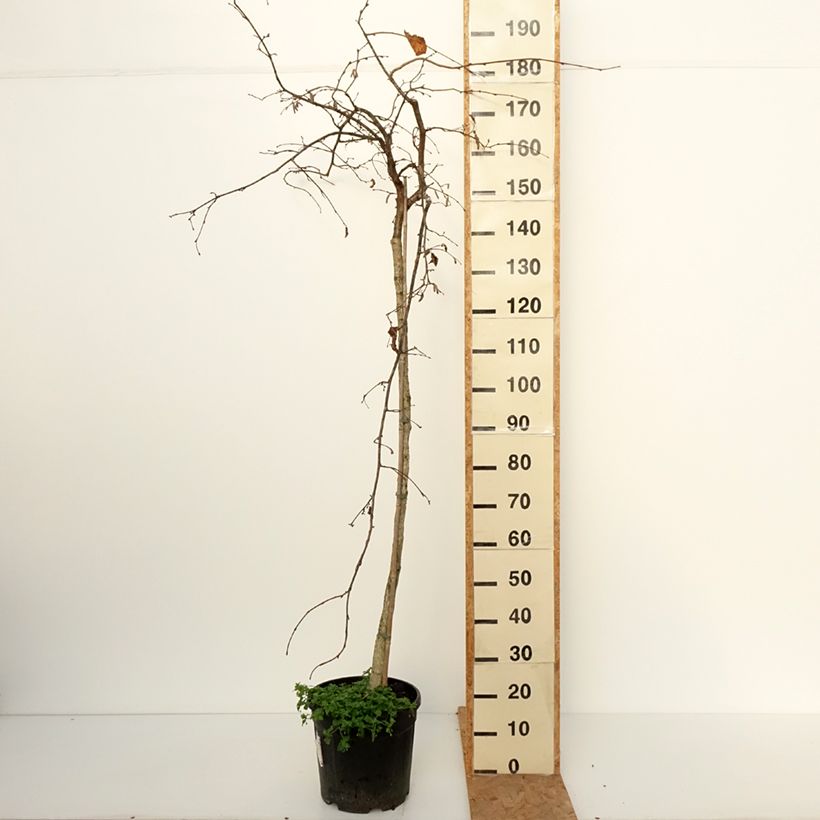 Spécimen de Noisetier Purple Umbrella - Corylus avellana Pot de 12L/15L tel que livré en automne