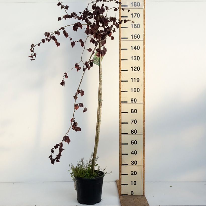 Spécimen de Noisetier Purple Umbrella - Corylus avellana Pot de 12L/15L tel que livré au printemps