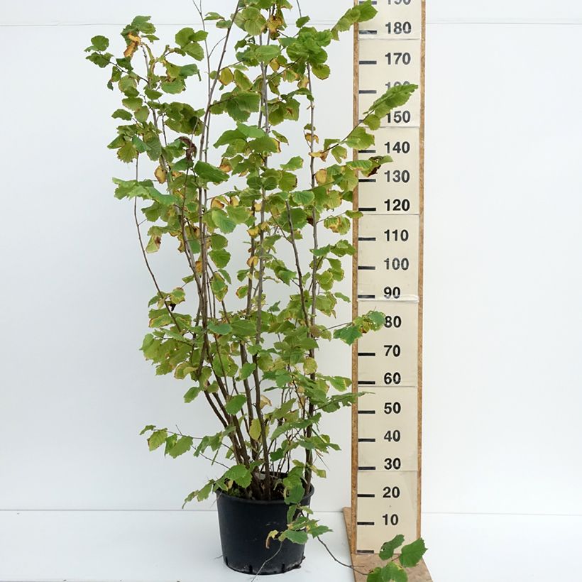 Spécimen de Noisetier Syrena - Corylus avellana Pot de 12L/15L tel que livré en été