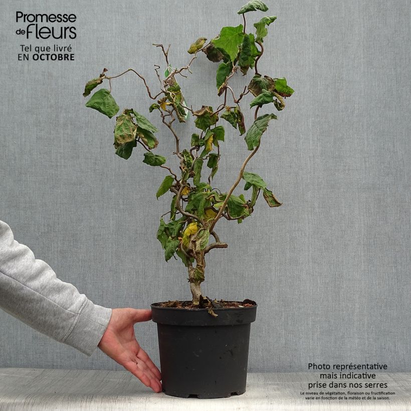 Spécimen de Noisetier tortueux - Corylus avellana Contorta Pot de 3L/4L tel que livré en automne