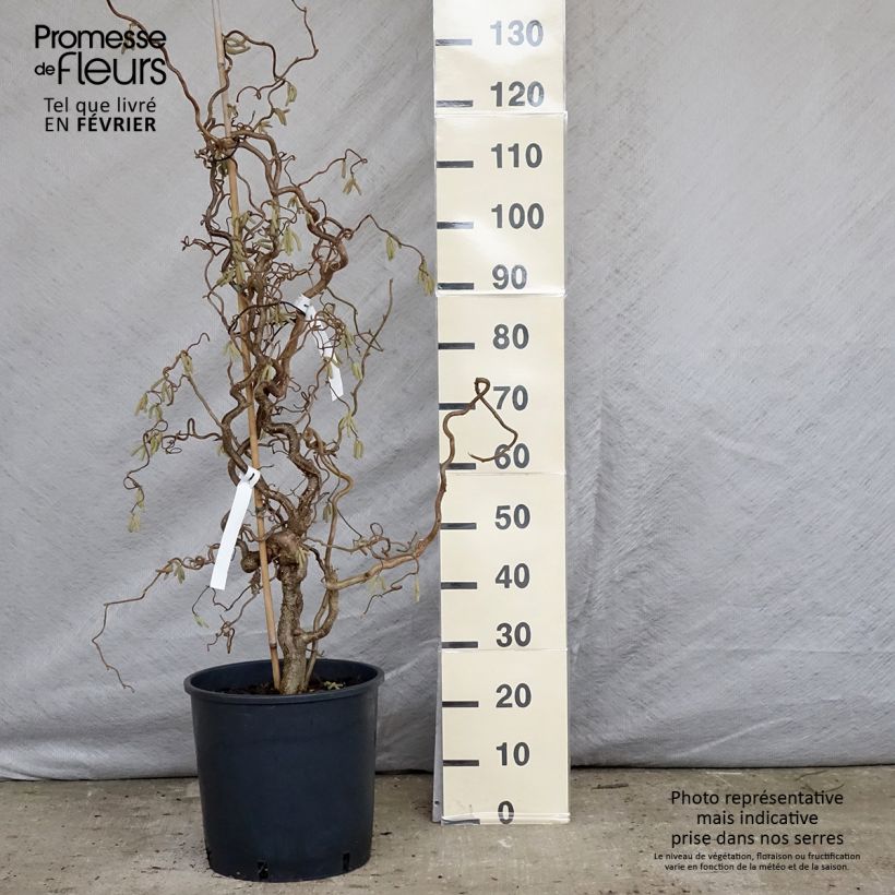 Spécimen de Noisetier tortueux - Corylus avellana Contorta Pot de 12L/15L tel que livré en hiver