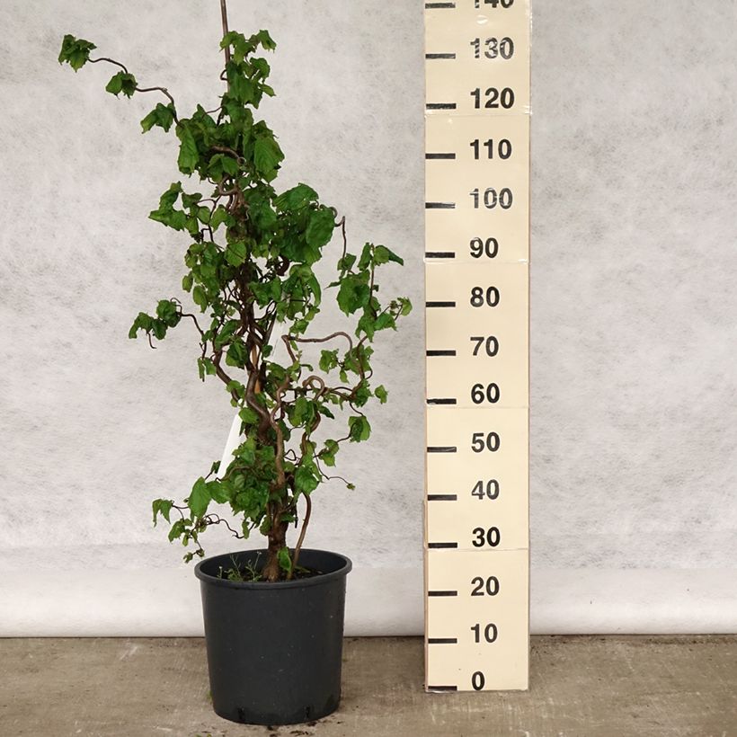 Spécimen de Noisetier tortueux - Corylus avellana Contorta Pot de 12L/15L tel que livré au printemps