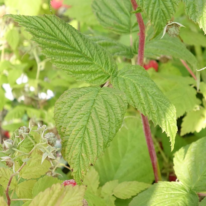 Noisetier tortueux pourpre - Corylus avellana Red Majestic (Feuillage)