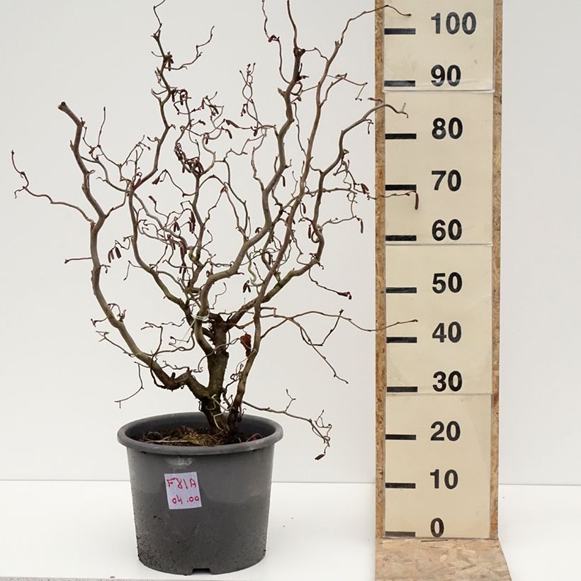 Spécimen de Noisetier tortueux pourpre - Corylus avellana Red Majestic Pot de 12L/15L tel que livré en hiver