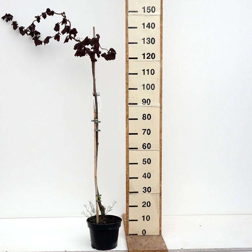Spécimen de Noisetier tortueux pourpre - Corylus avellana Red Majestic Pot de 3L/4L, Tige, Tige de 100 cm tel que livré au printemps
