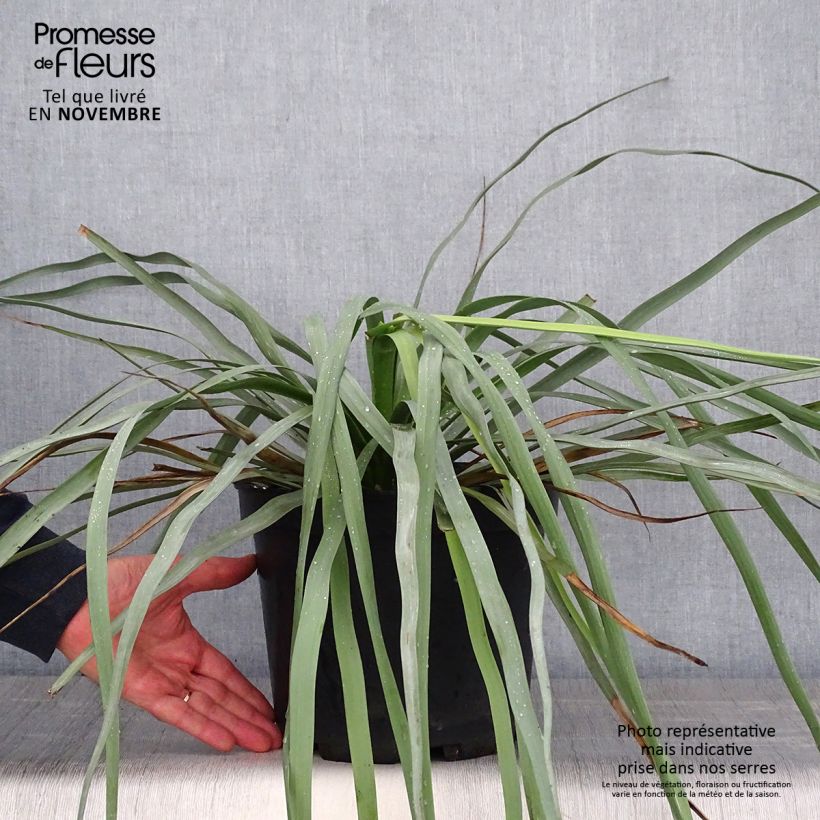 Spécimen de Nolina hibernica - Nolina La Sibirica Pot de 6L/7L tel que livré en automne
