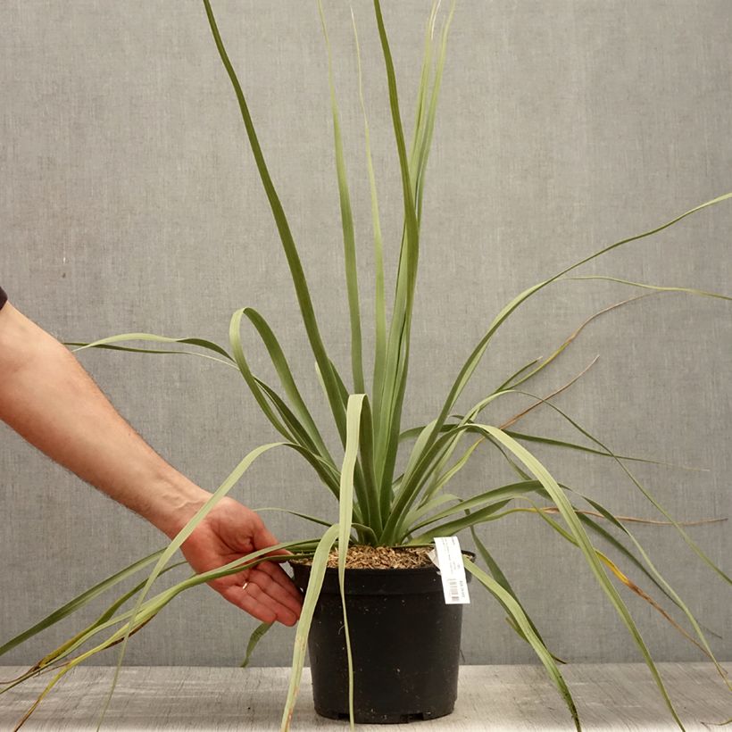 Exemplar von Nolina nelsonii - Flaschenbaum Topf mit 3L/4L wie im Frühjahr geliefert