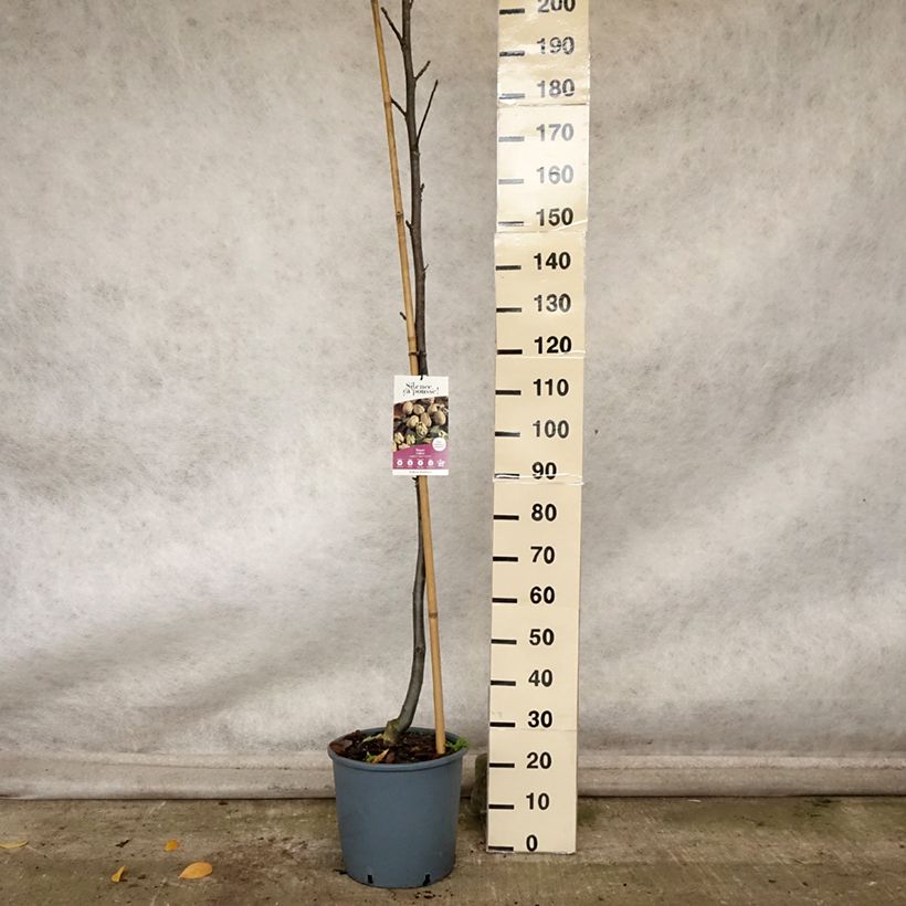 Spécimen de Noyer commun Corne - Corne du Périgord Pot de 18L/20L, Baliveau tel que livré en automne