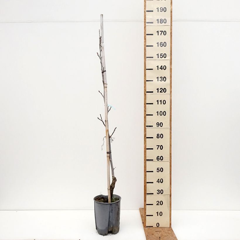 Spécimen de Noyer commun - Juglans regia Chandler Pot de 7,5L/10L, Demi-Tige tel que livré en automne