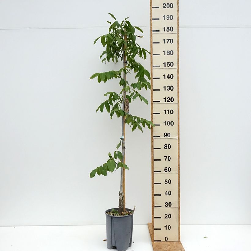 Spécimen de Noyer commun - Juglans regia Chandler Pot de 7,5L/10L, Demi-Tige tel que livré en été